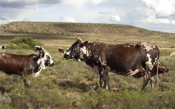 Nguni Cattles For Sale